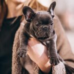 French Bulldog Puppies for Sale in Atlanta