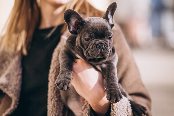 French Bulldog Puppies for Sale in Atlanta